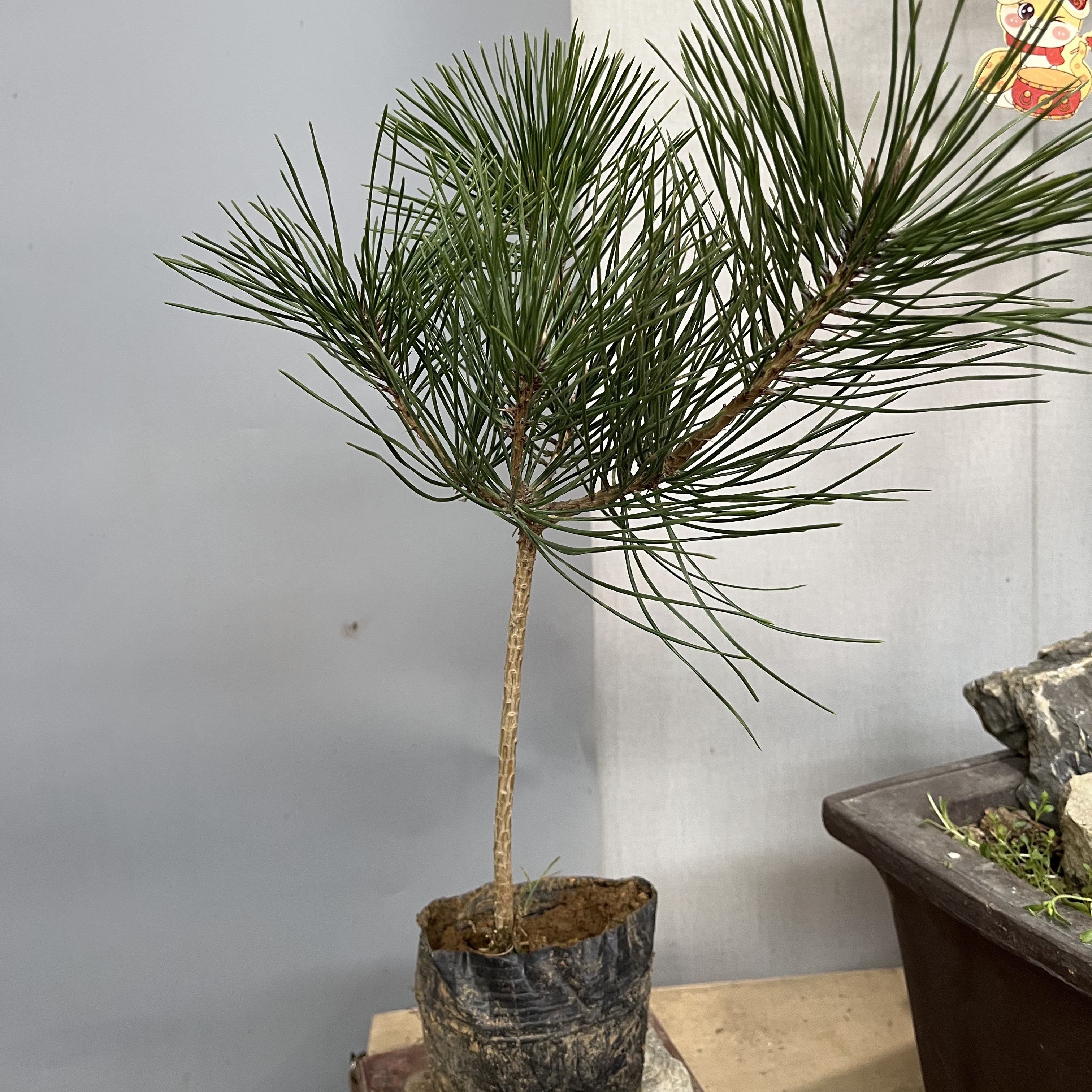 黑松直播间一物一拍链接