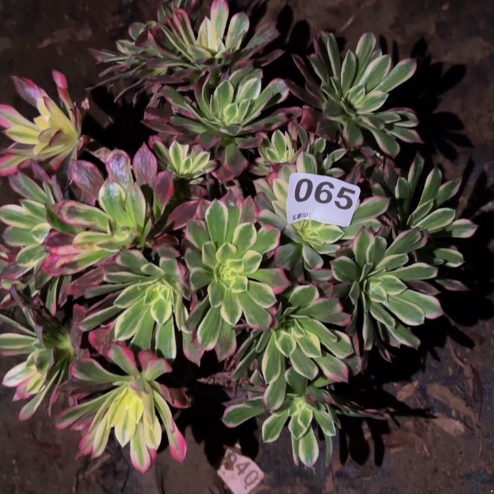 065霁月多肉植物不售后
