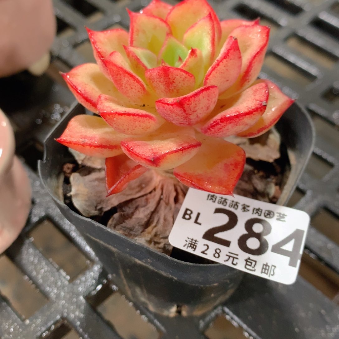 肉萌萌5cm拇指盆精控多肉BL284