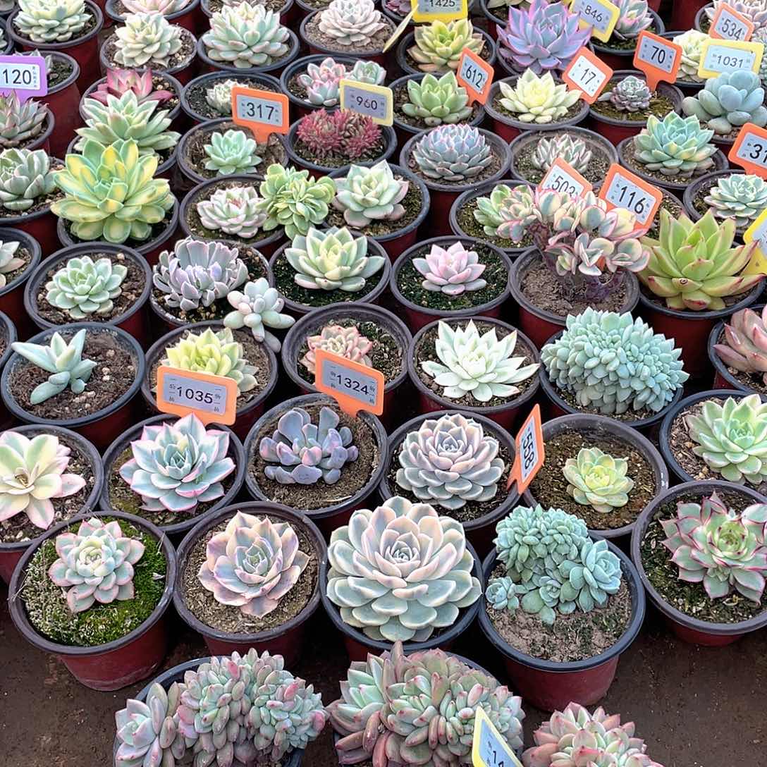 媛***1446五个一组多肉