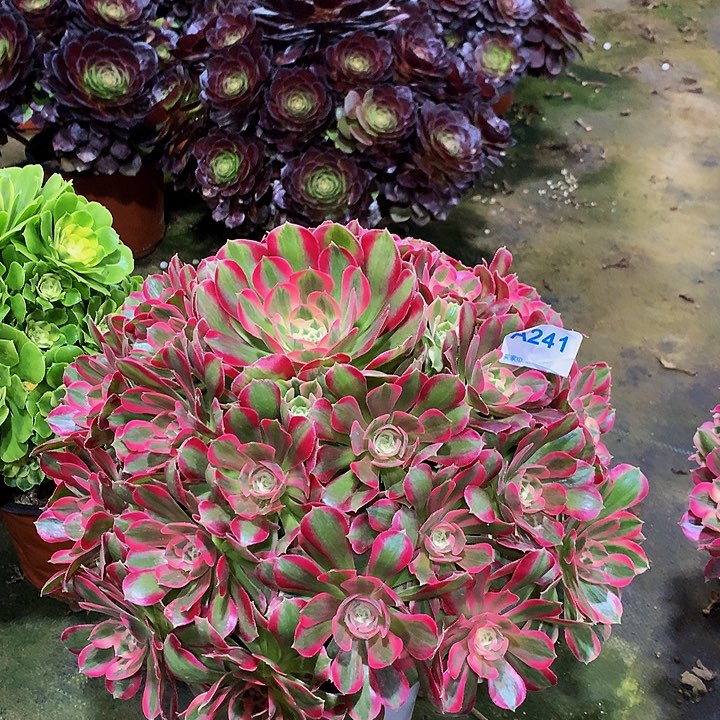 徐**风多肉七彩石241