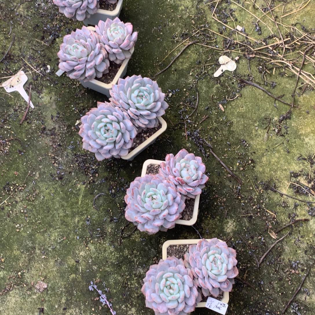 花双头大橙子5颗100元