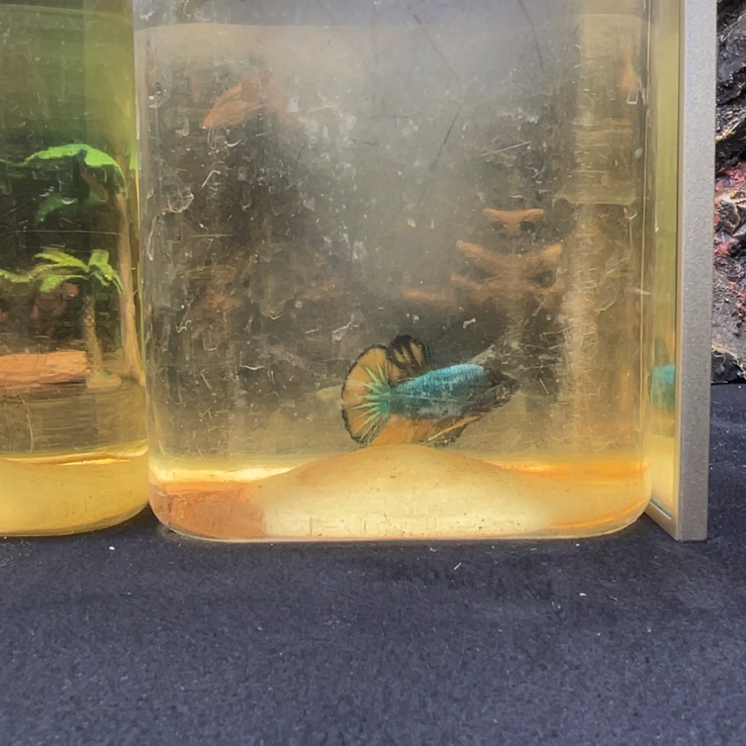 斗鱼十一月三十日竞价