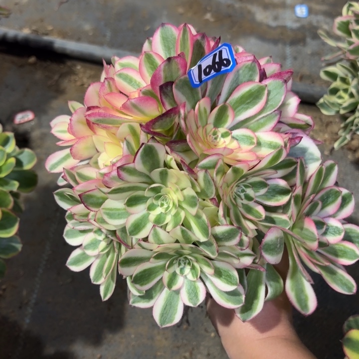 倾城掐心朵朵1066