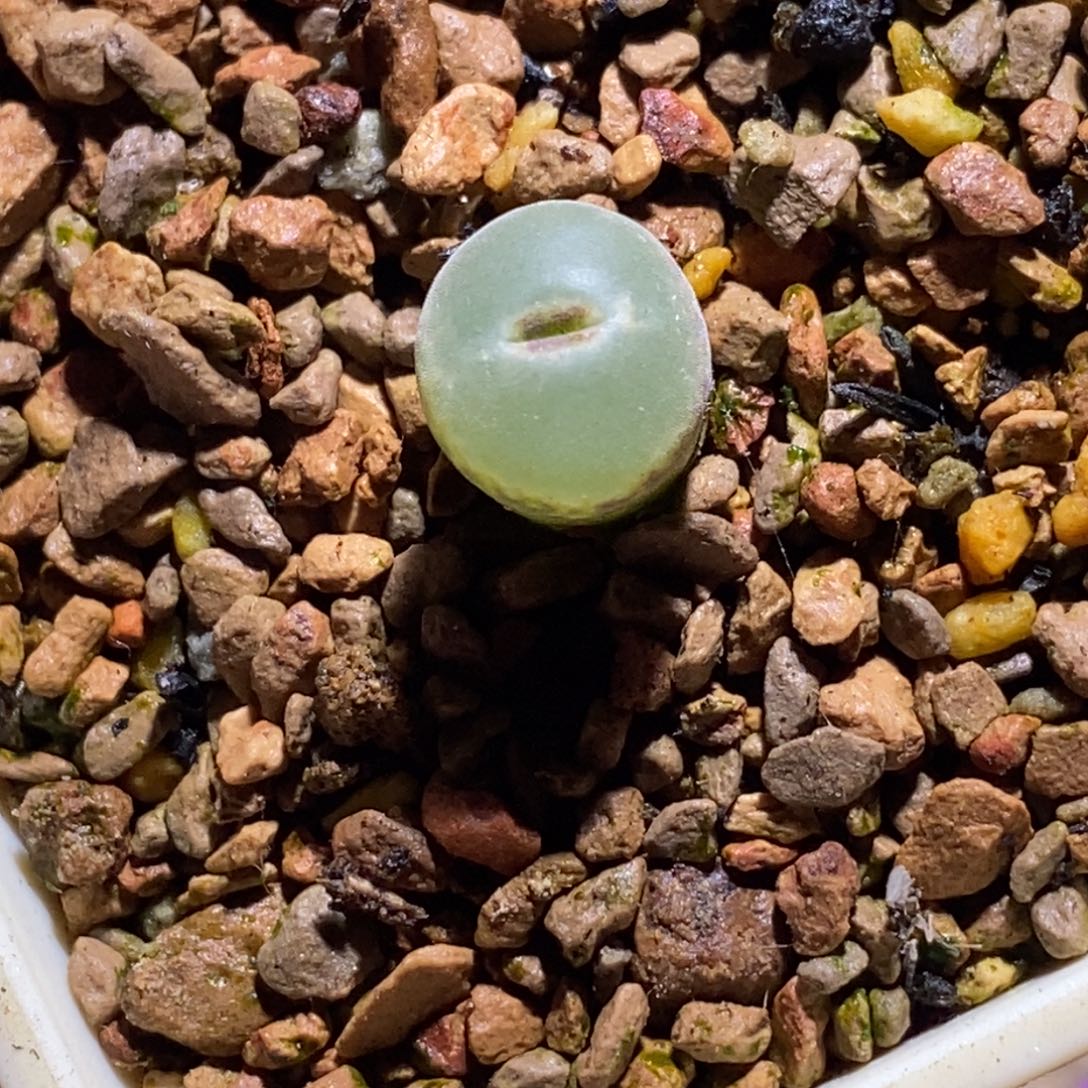 优选粉女后代优选粉女后代