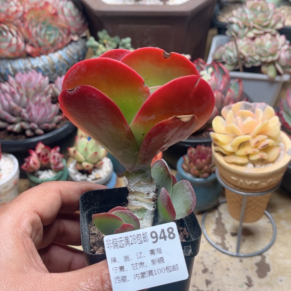 【闪购商品】948糖印