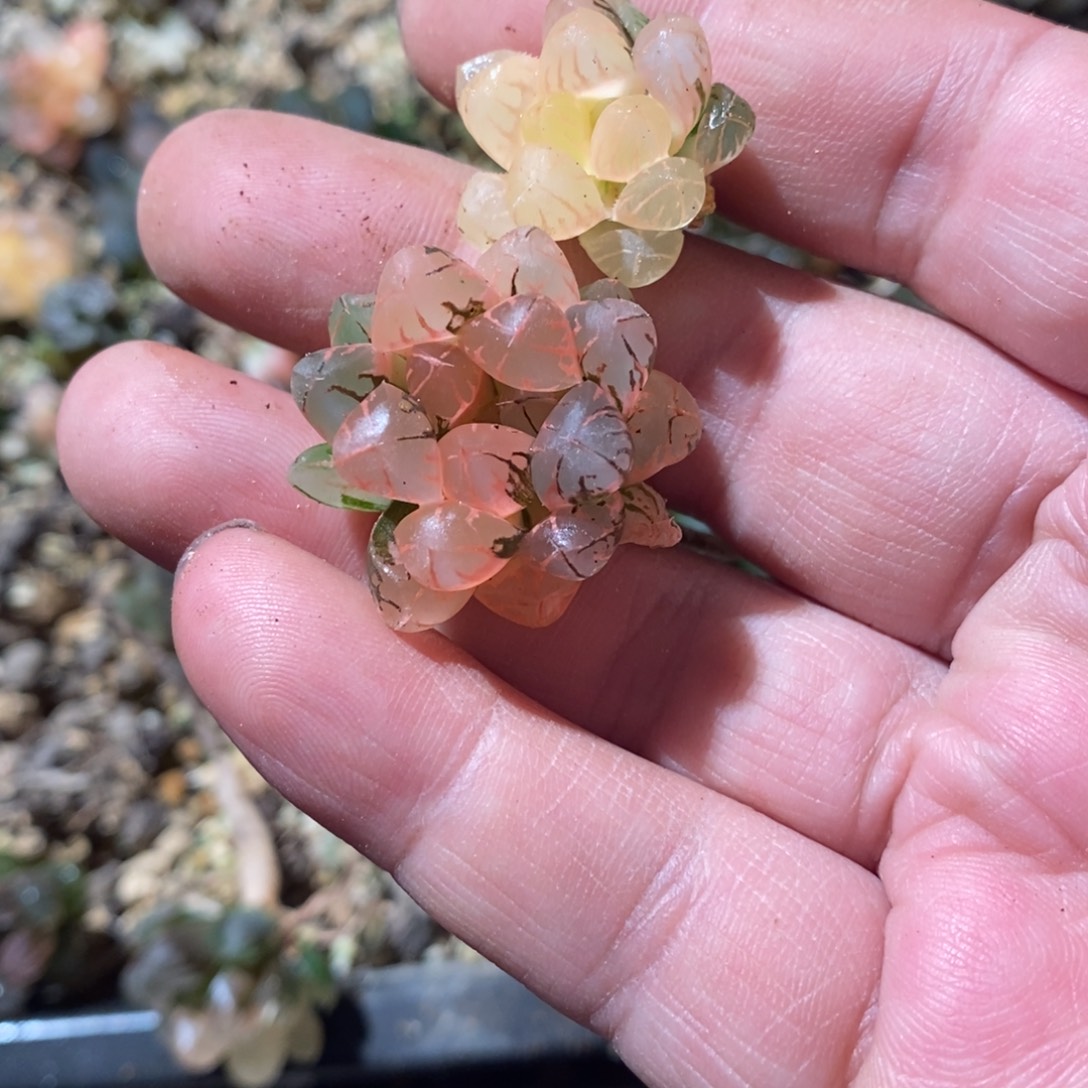 天***云2676 买一送一 福利