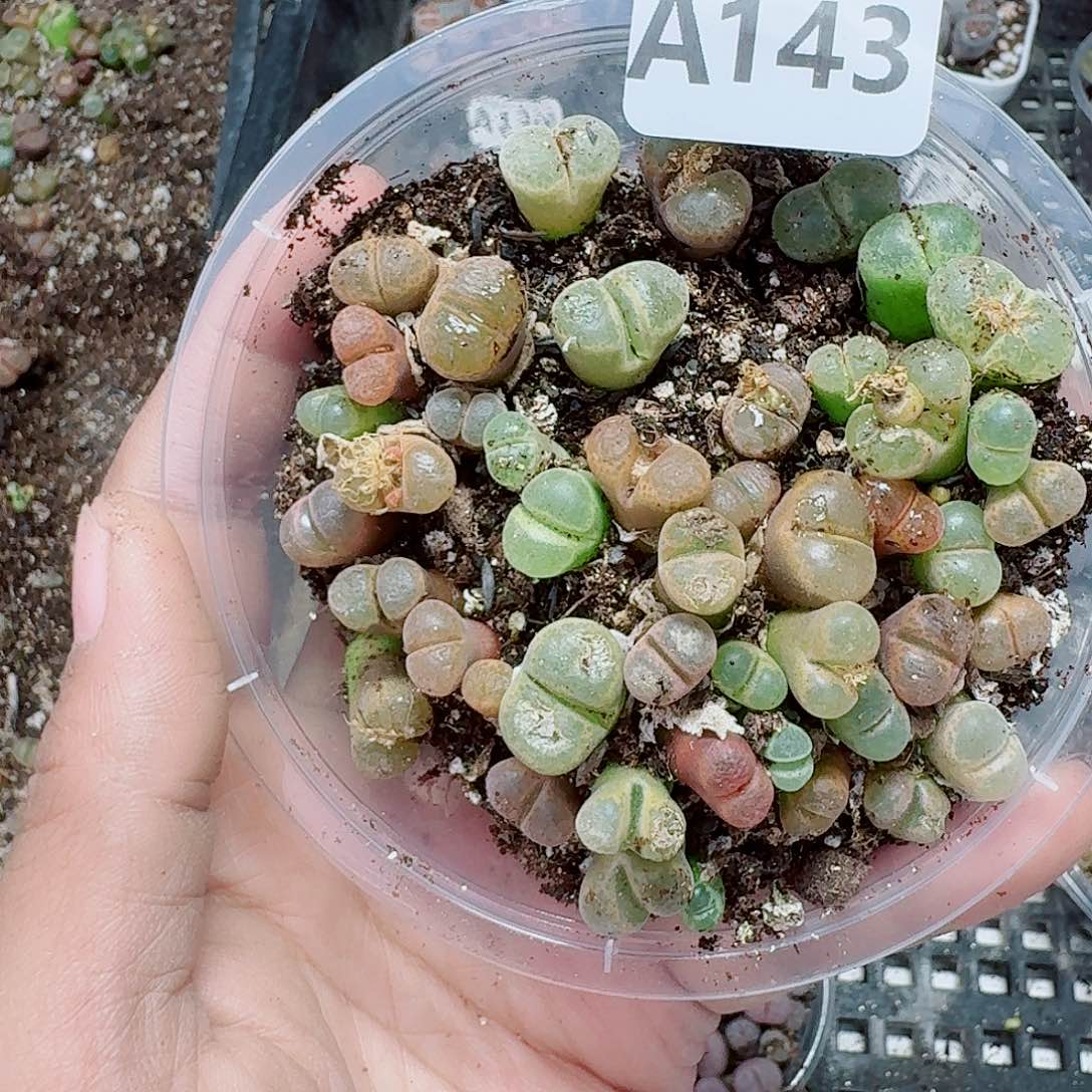 143多肉植物多肉植物