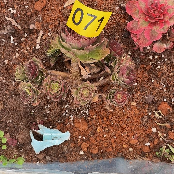 多肉植物福利071