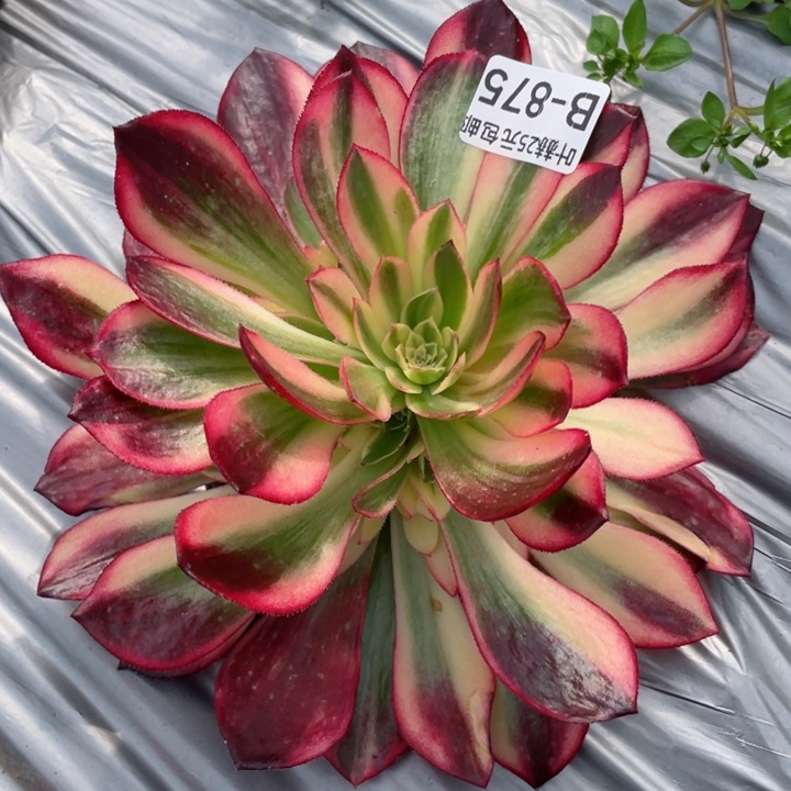 875黑膜锦多肉12345678