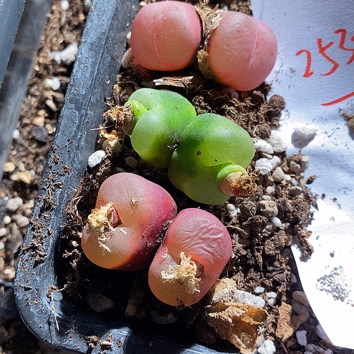 25324。   一组。        