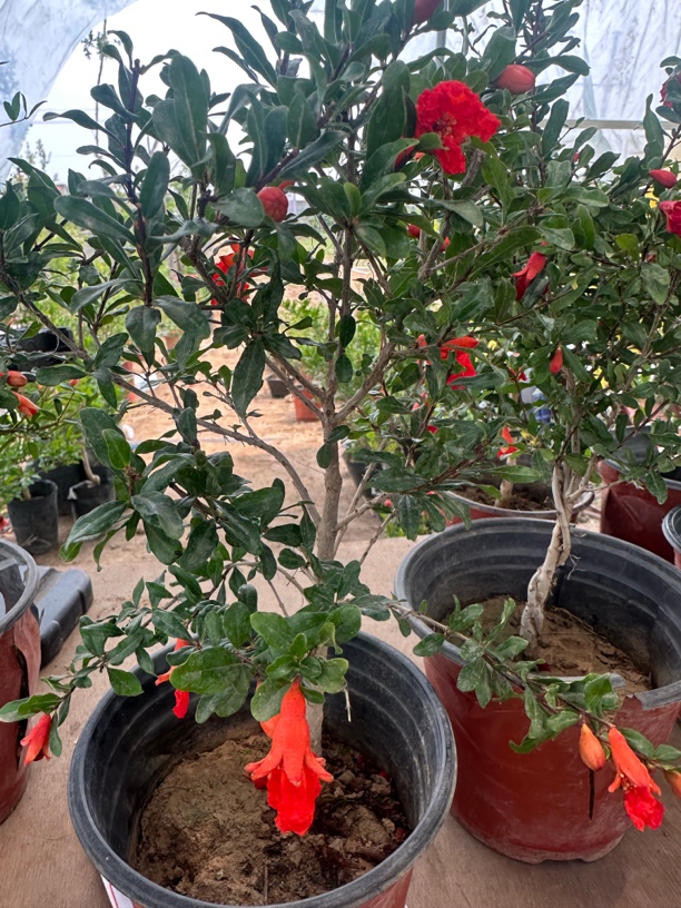 观赏石榴原土原盆发货独杆麻花造型易养