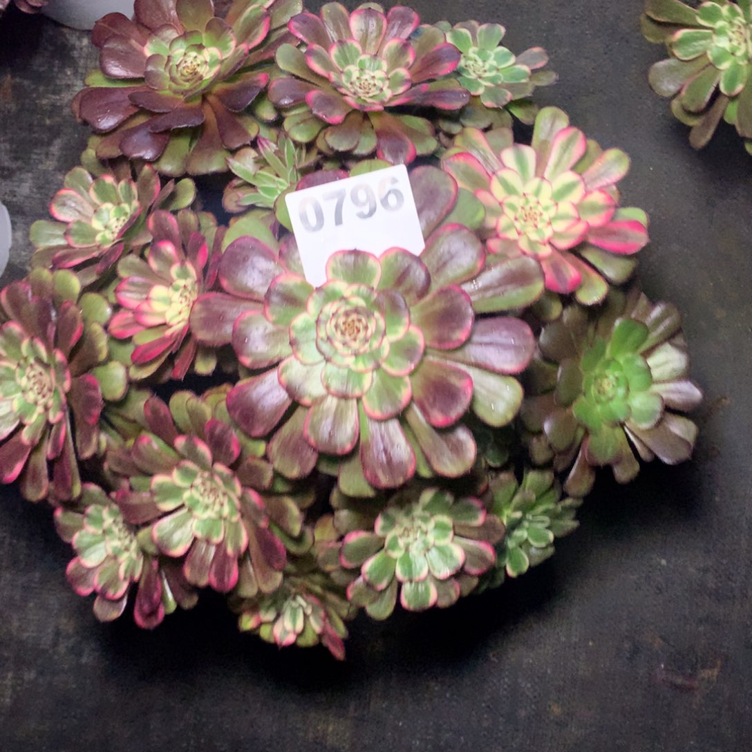 米***草金刚796法师多肉植物3500000