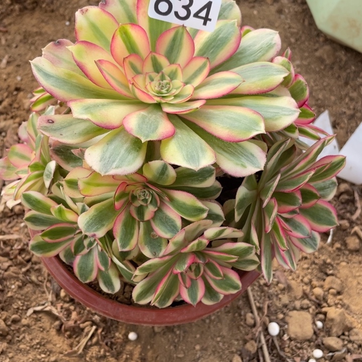 无花朵634荔枝多肉植物