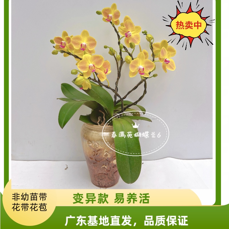 【好吉利06】2.8寸老苗中花型精美蝴蝶兰带花带花苞