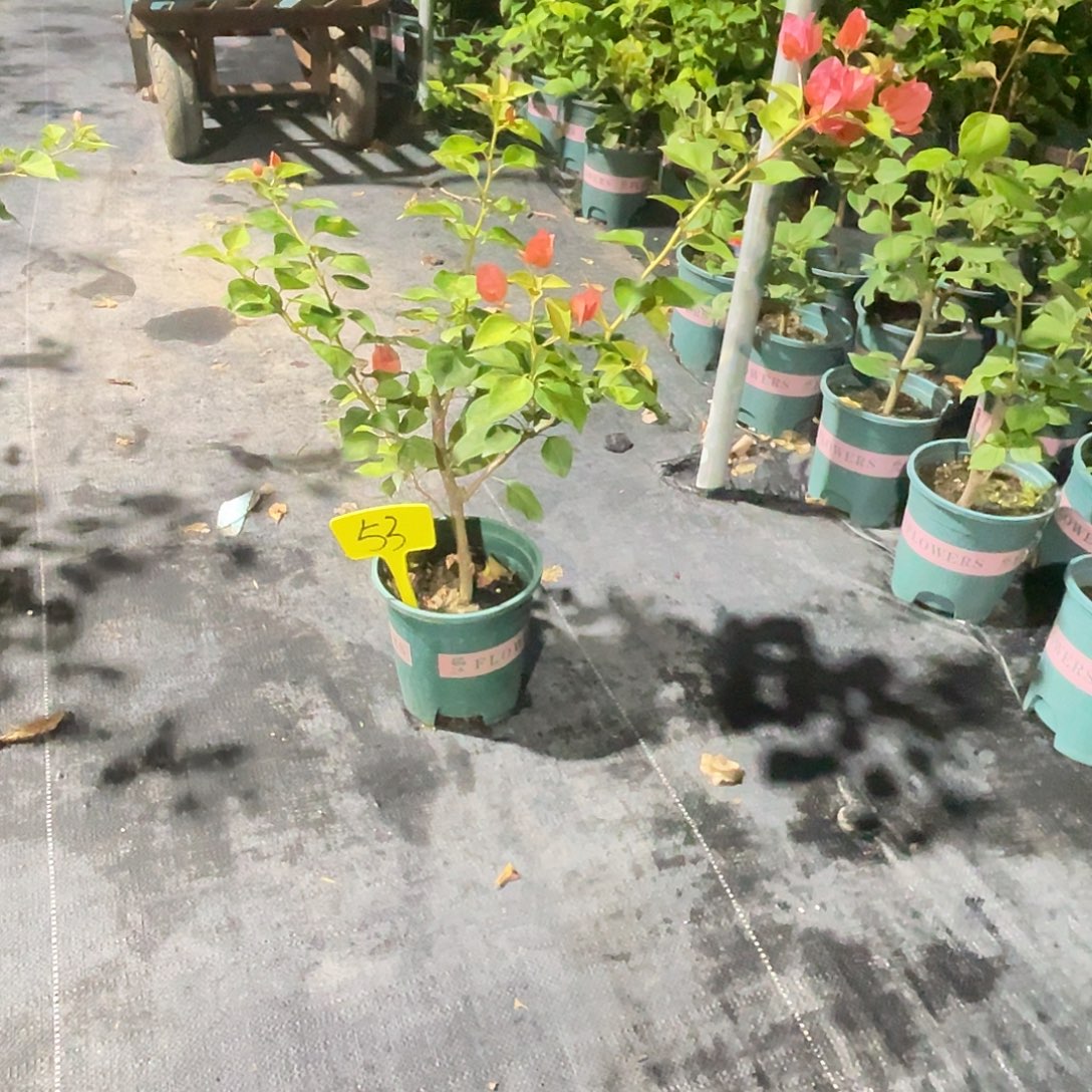 当前无花栽培后可以开花53暗斑夕阳红原生扦插