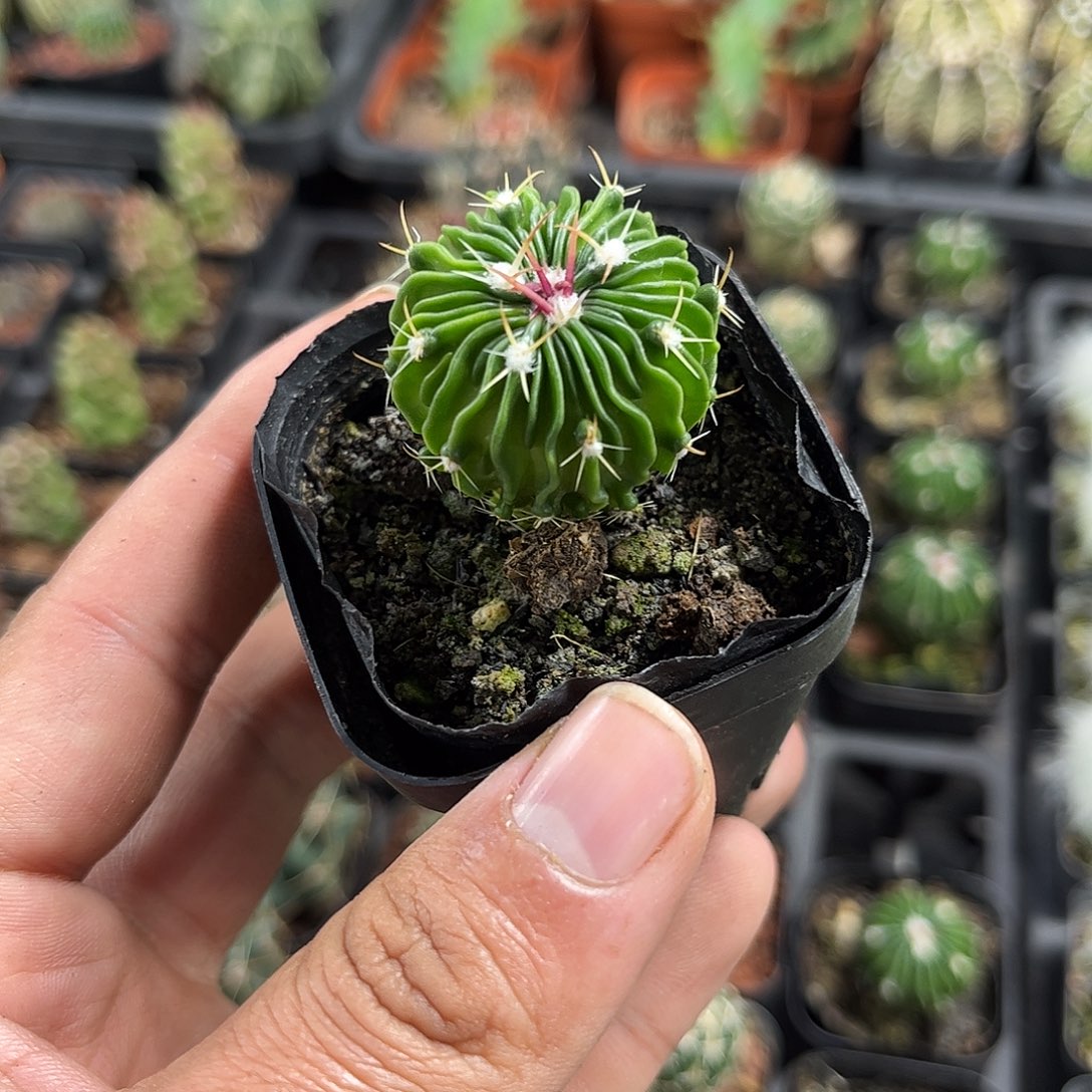 辛巴克单头发货单头发货