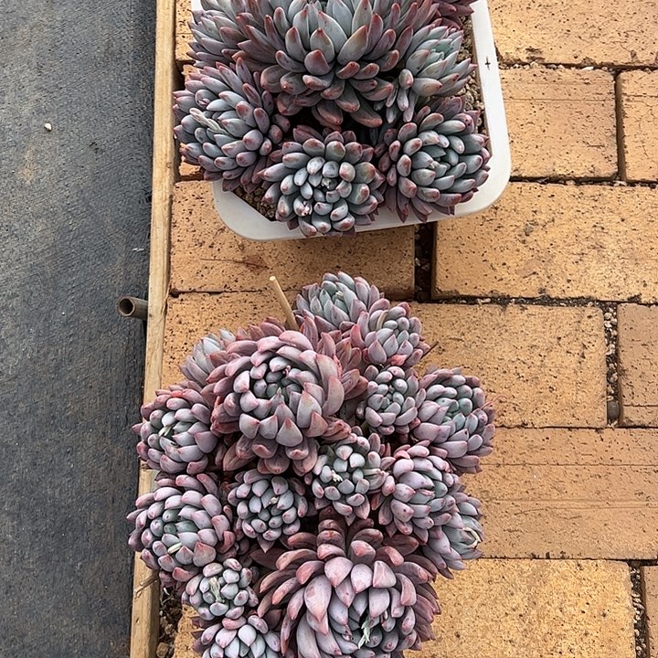 解****所罗门群两个11111