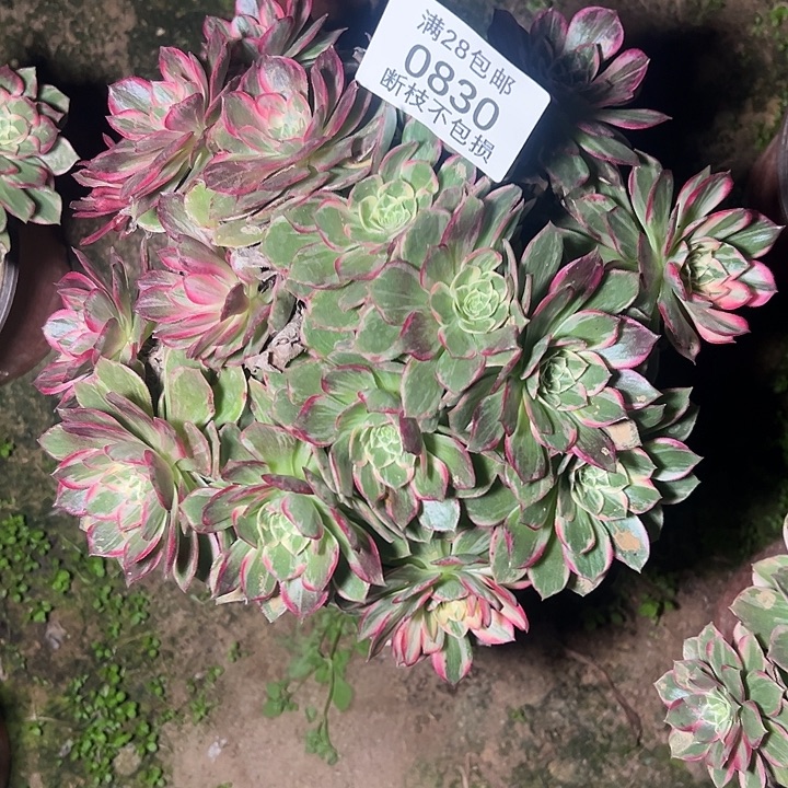 想***彬0830万花筒多肉植物
