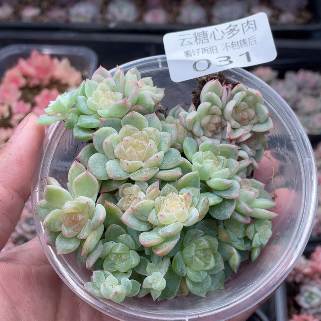 云糖心多肉植物31