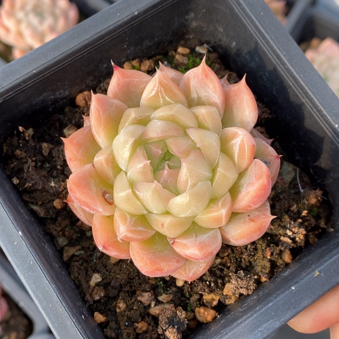 精品多肉一物一拍不包整190