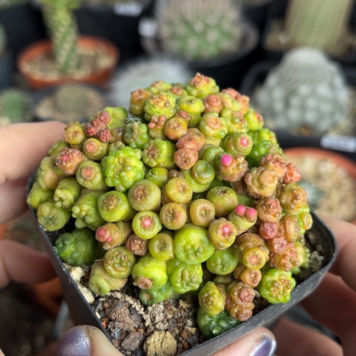 仙人球一物一拍自根