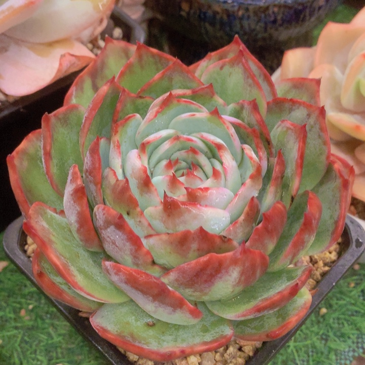 多肉乐园惊鸿仙子