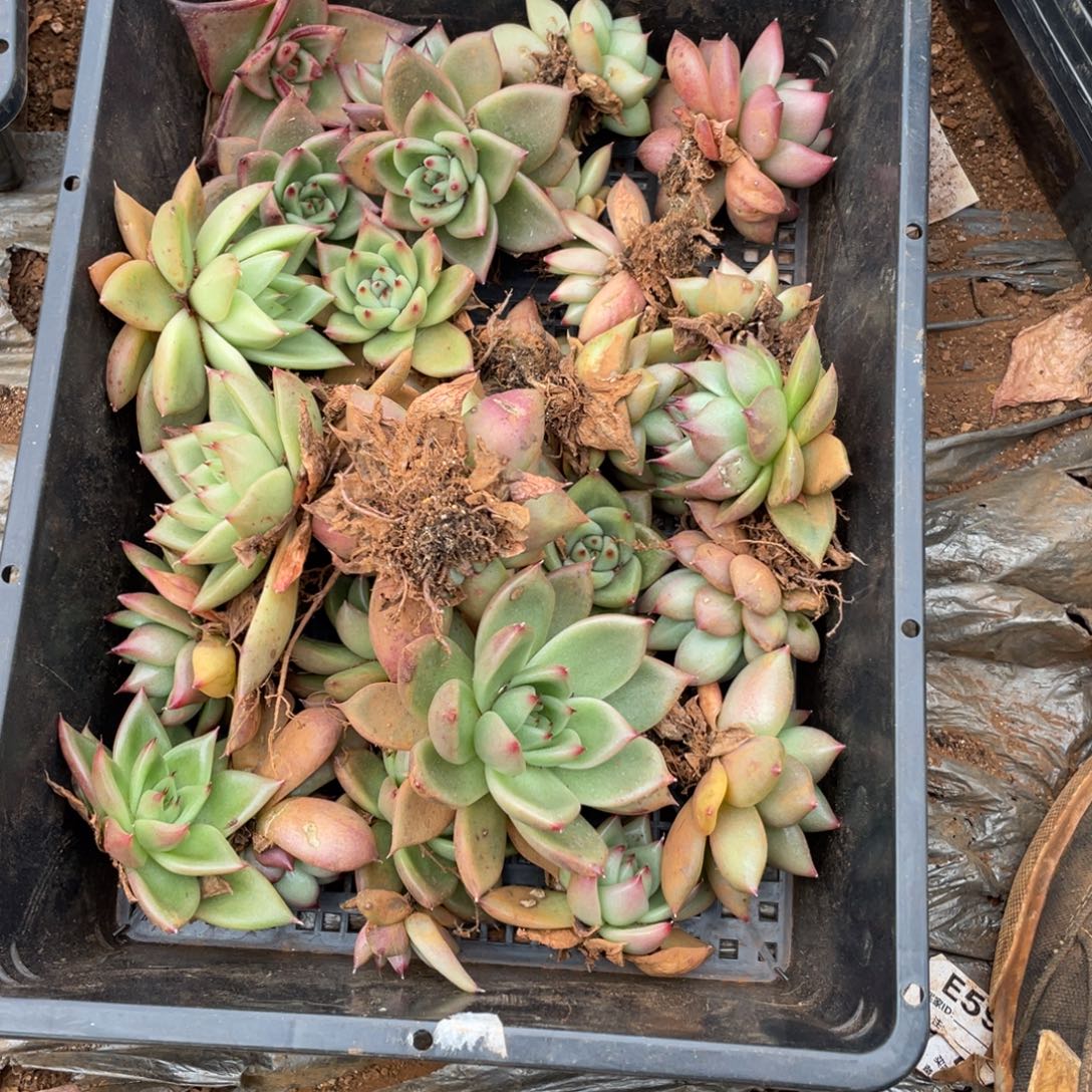 无花朵若如东云单拍D519