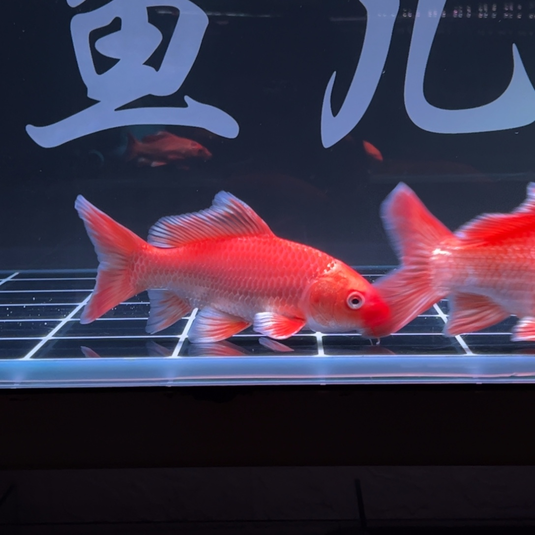 海水鱼?**?17-19红色蝴蝶鲤