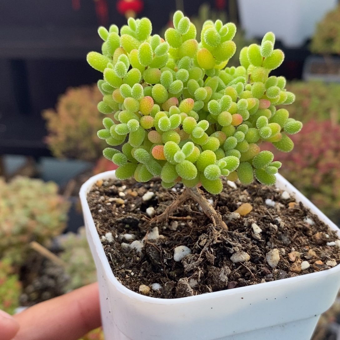 911号蜜橘糖球枝干多肉