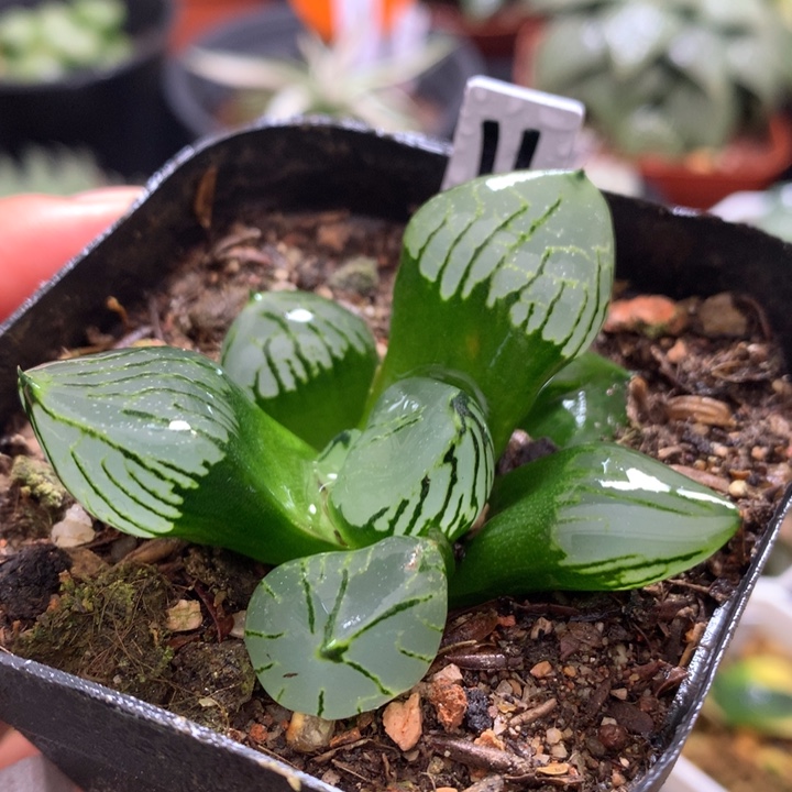 魔晶球，带盆土发货