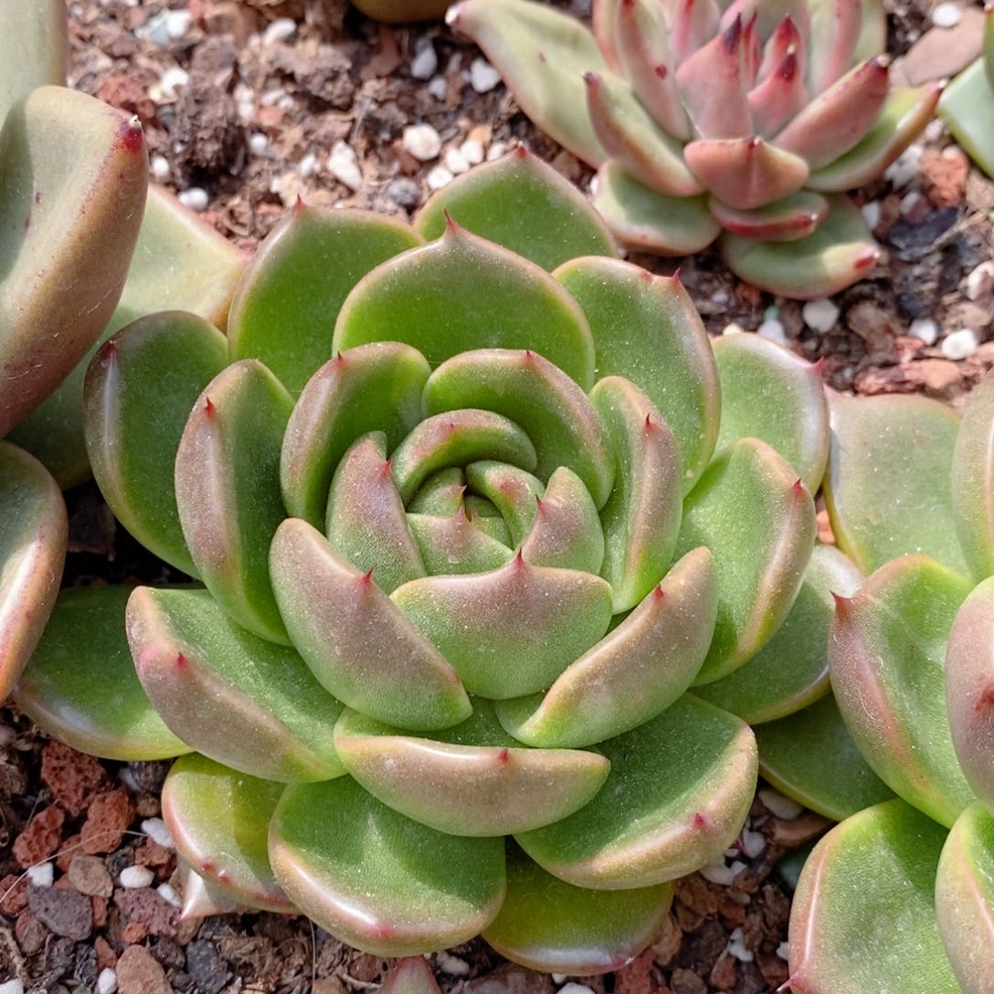 256 东云系多肉植物