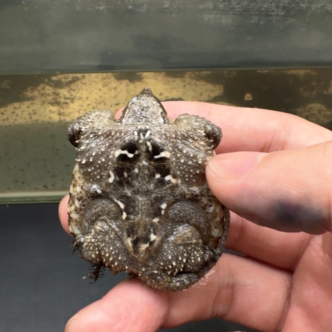 小鳄龟不分公母44