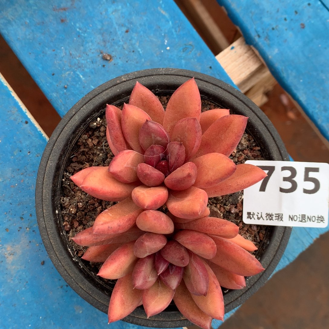 735号新疆西藏内蒙古不包邮的