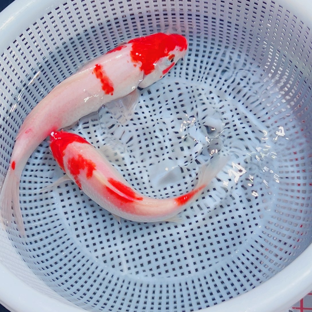 锦鲤锦鲤观赏鱼1111