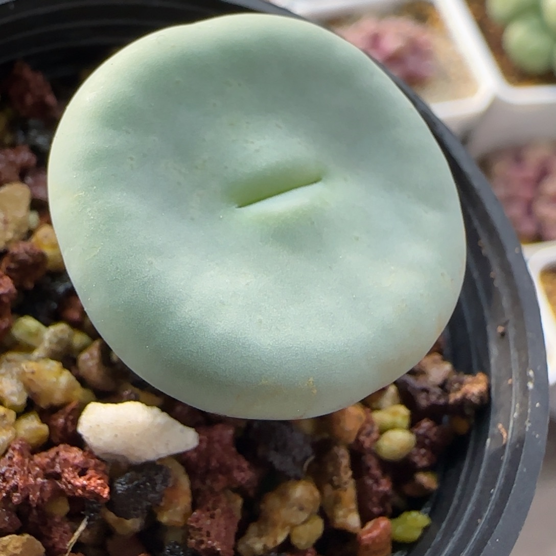 宁****7286 大白多肉植物园