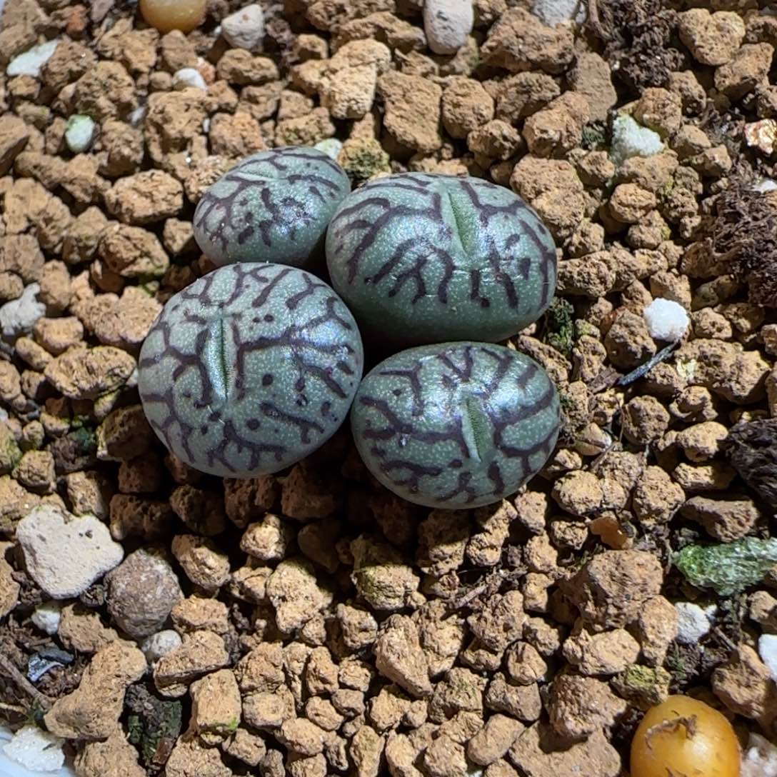 肉锥多肉植物组合-墨257