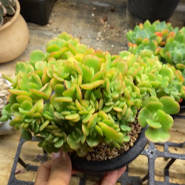 多肉植物一物一拍