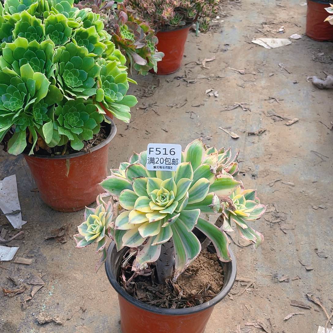 516灿烂多肉小损不包