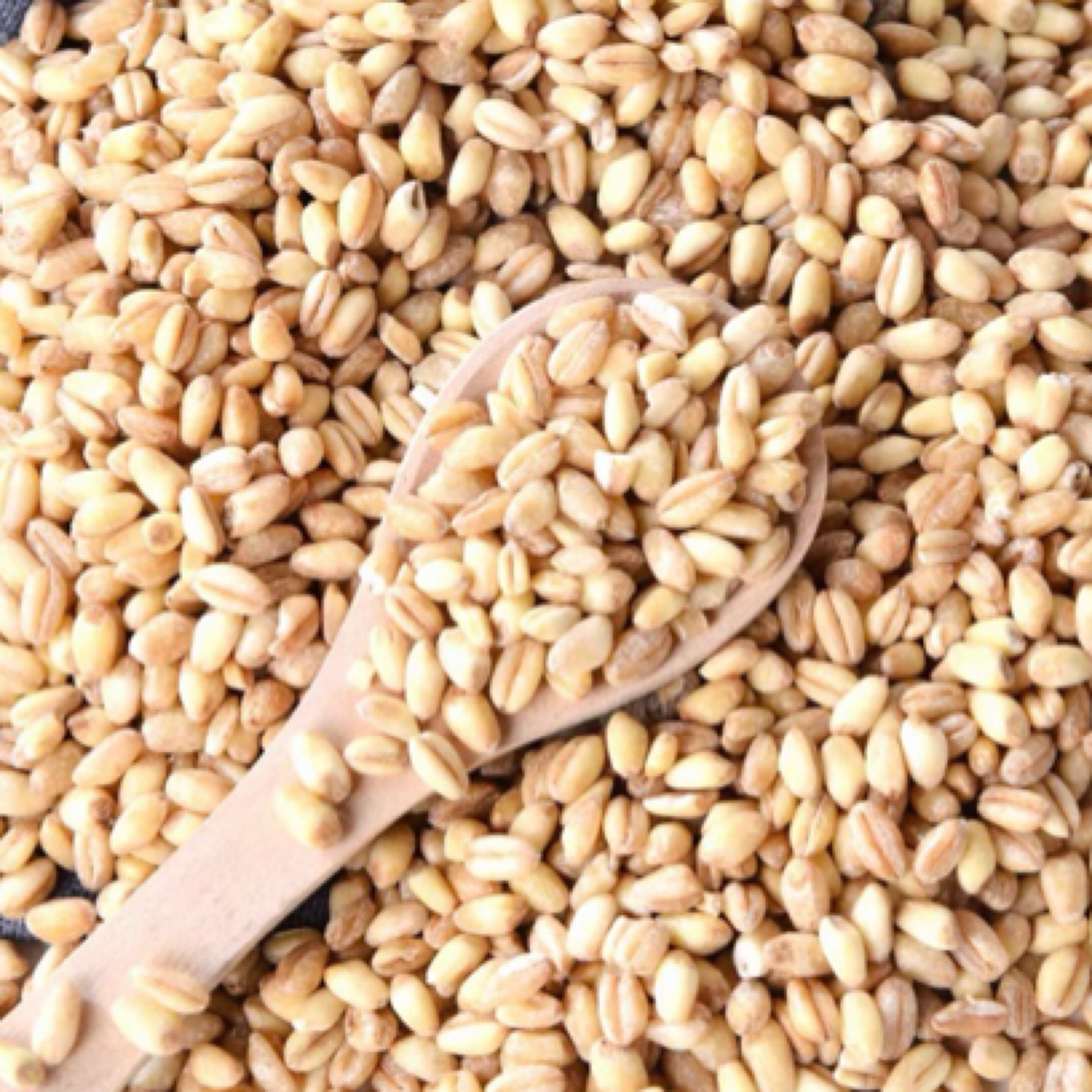 农家去皮麦桶装仁农产品煮粥