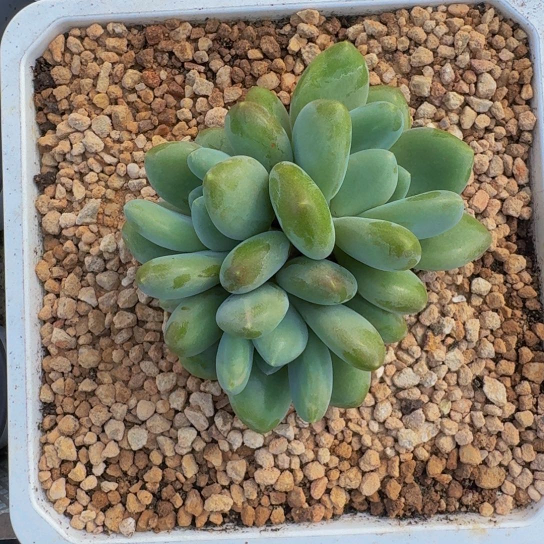 奶龙 3头  一物一拍