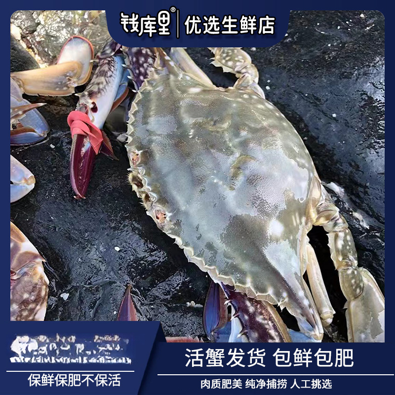 【保鲜不保活】钱库里小母飞蟹梭子蟹3斤8-10只（单只3两+）顺丰发货