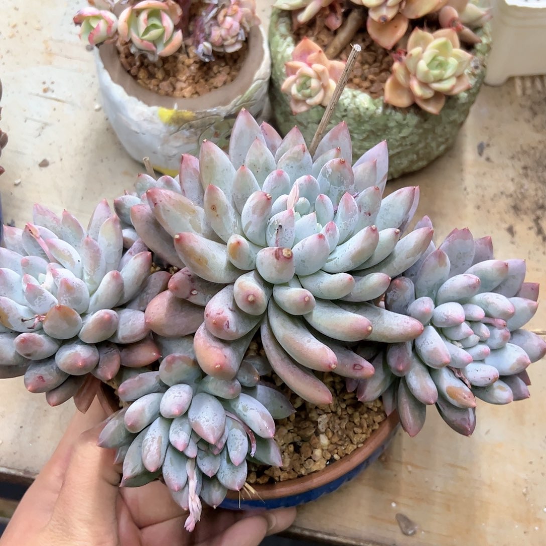 所罗门48 零零多肉植物