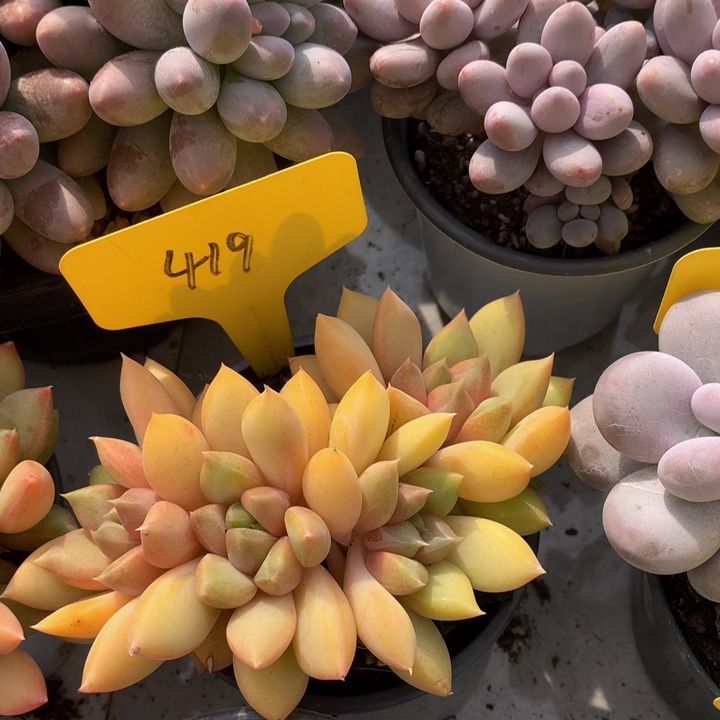 多日子黑五额27727373737