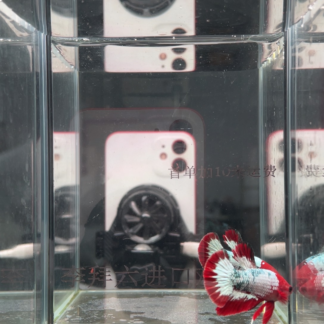 斗鱼印尼精品斗鱼66