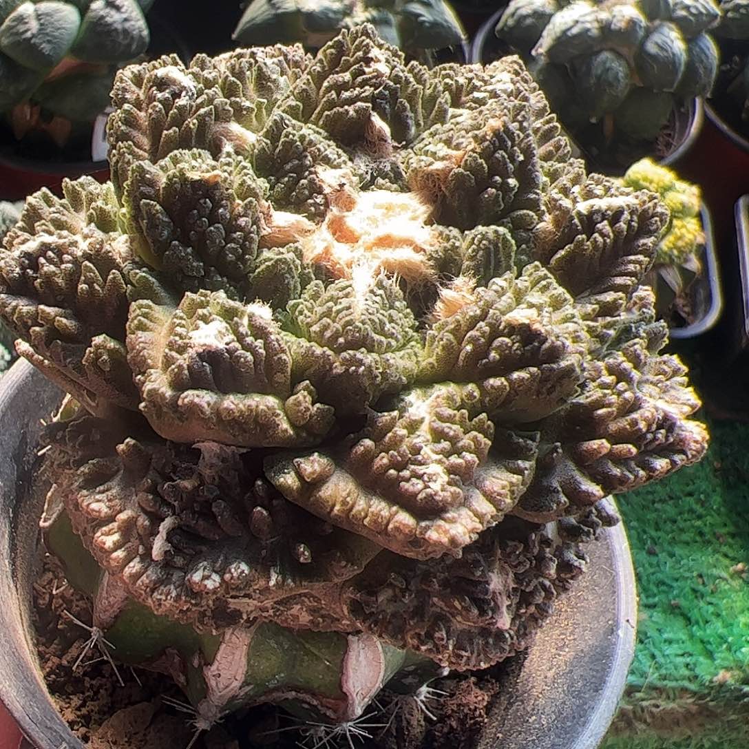 无花朵福利龟甲牡丹396