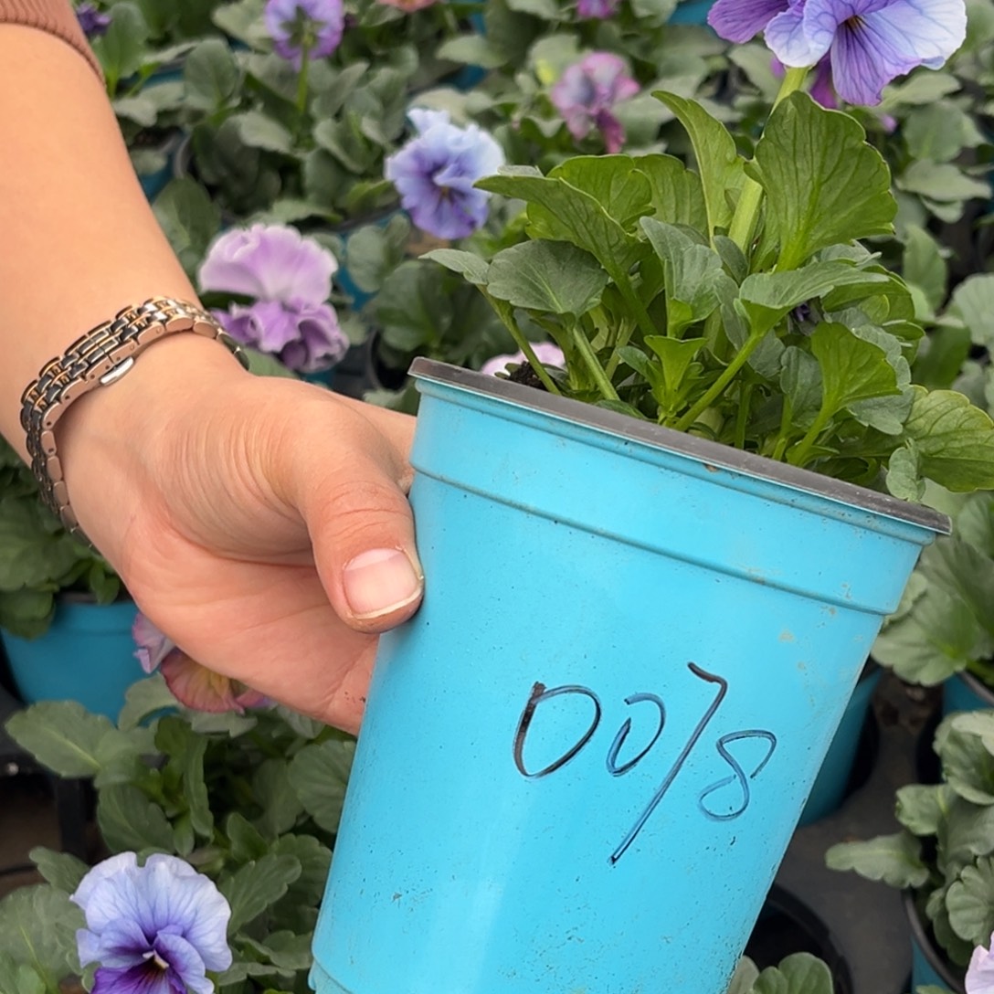 大部分花苞少量开放0078