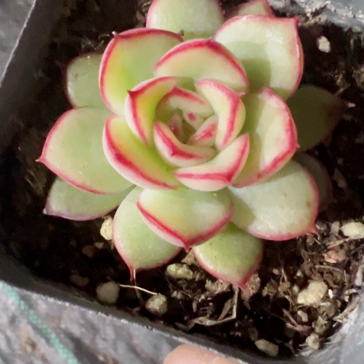 ୧**口红精品多肉植物