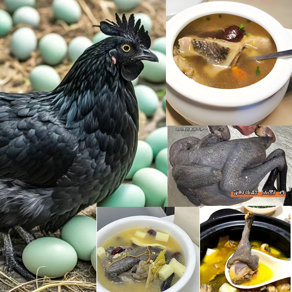 农场散养五黑鸡 肉质鲜美