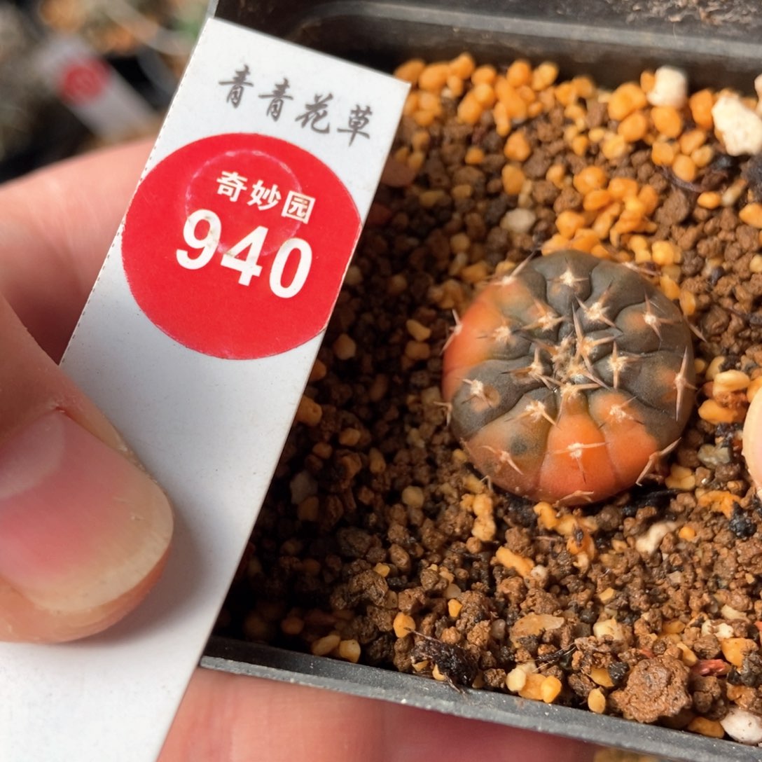 实生怪龙丸锦2.4cm